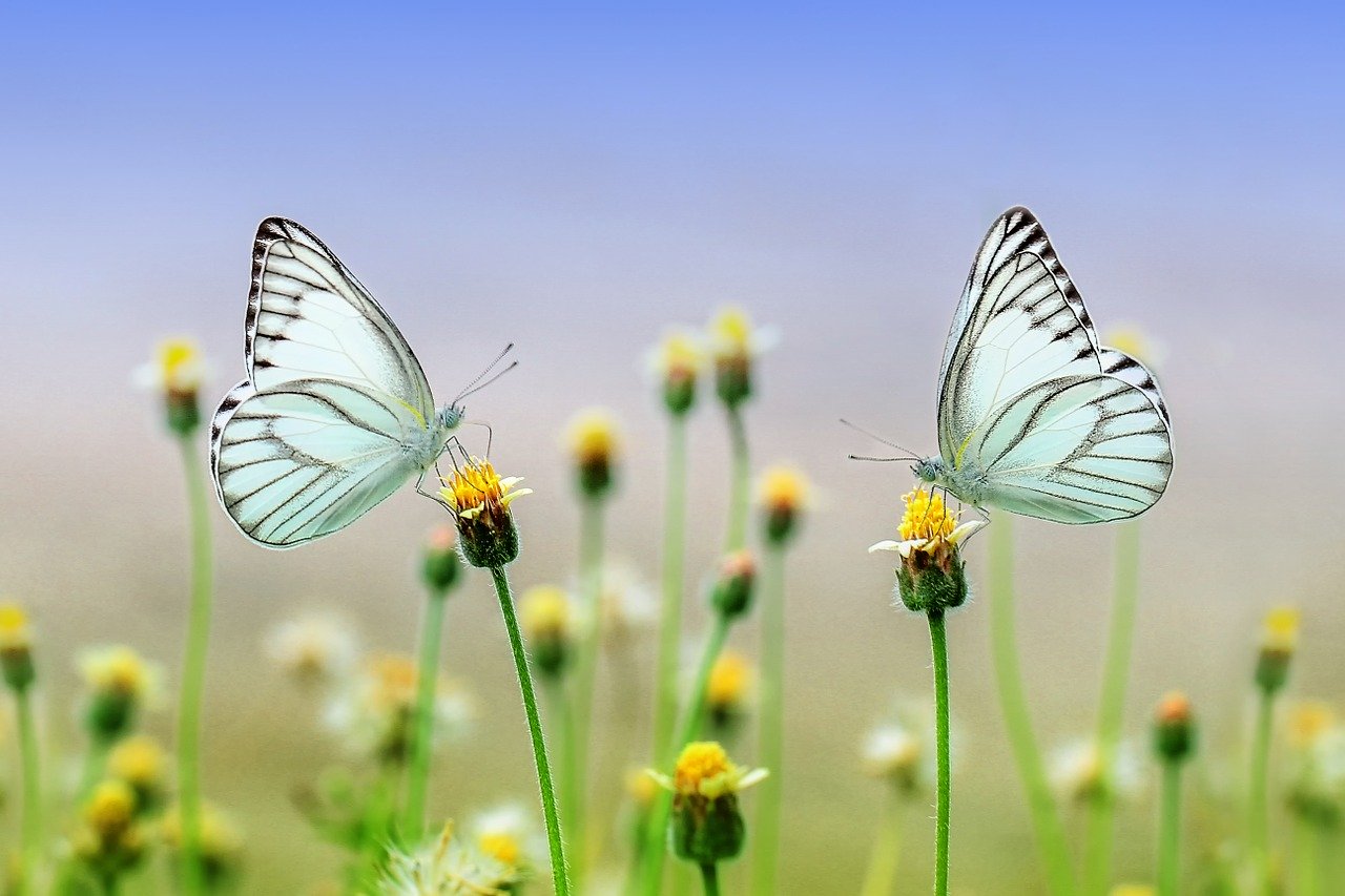 Two small butterflies on two different flowers next to each other in a field of flowers